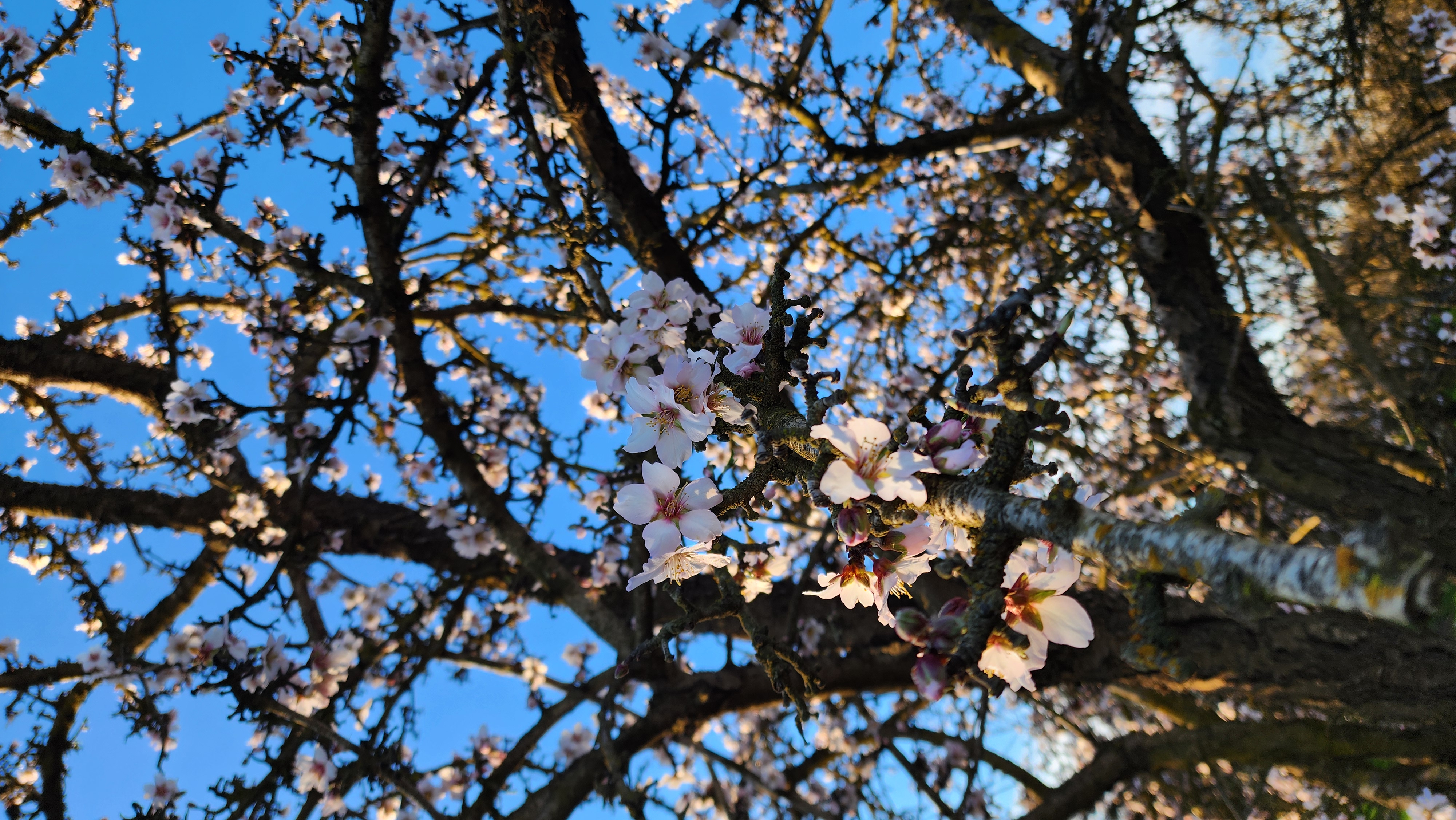 Close-up of pink-white almond blossoms against a blue sky