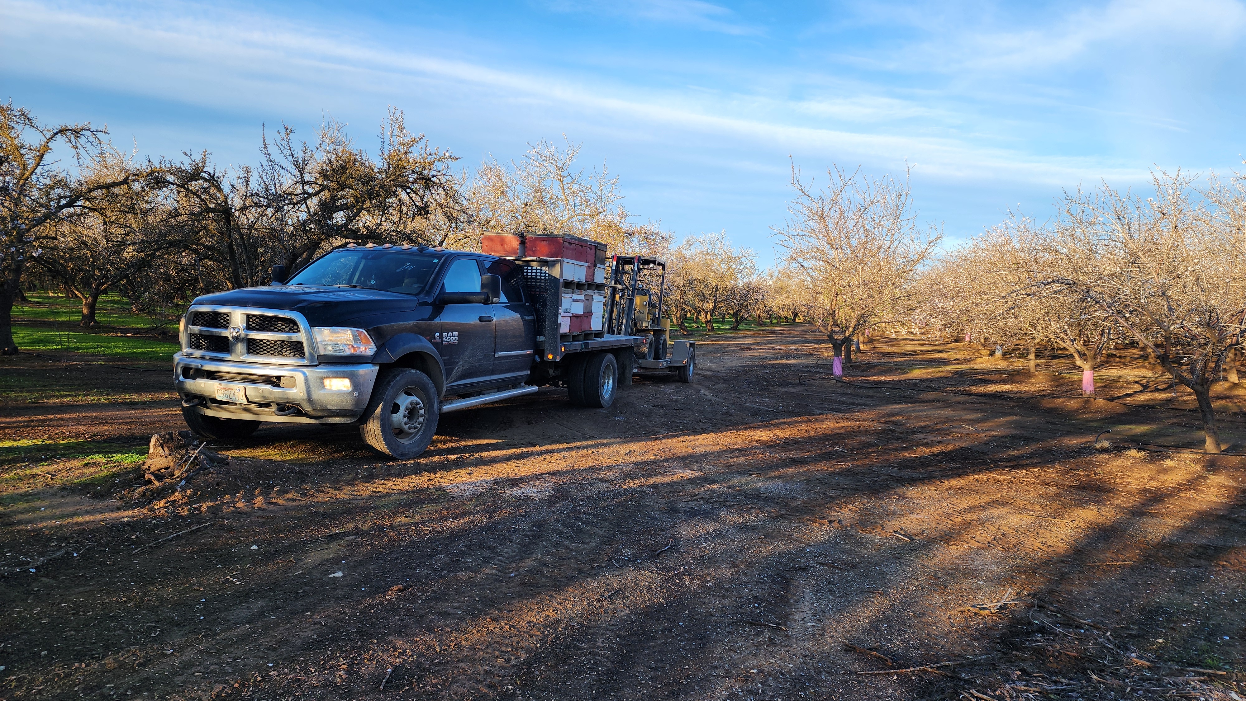 A flatbed truck loaded with hive boxes parked in a blooming almond orchard
