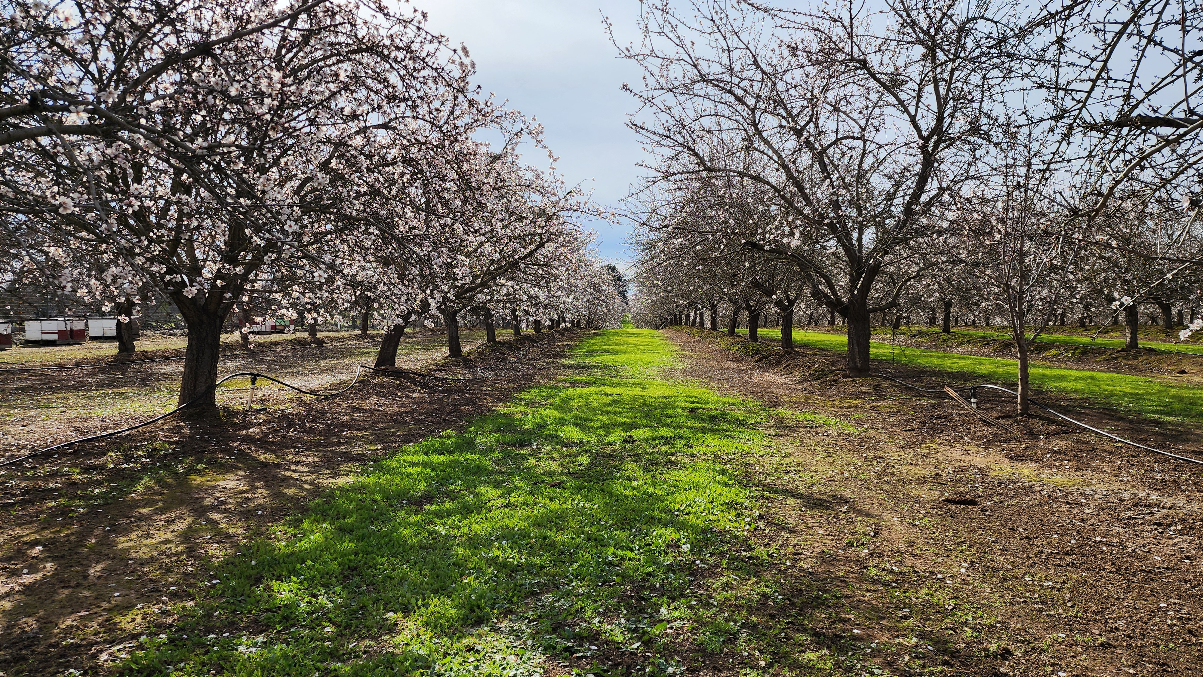 Rows of almond trees in full white bloom under an open sky