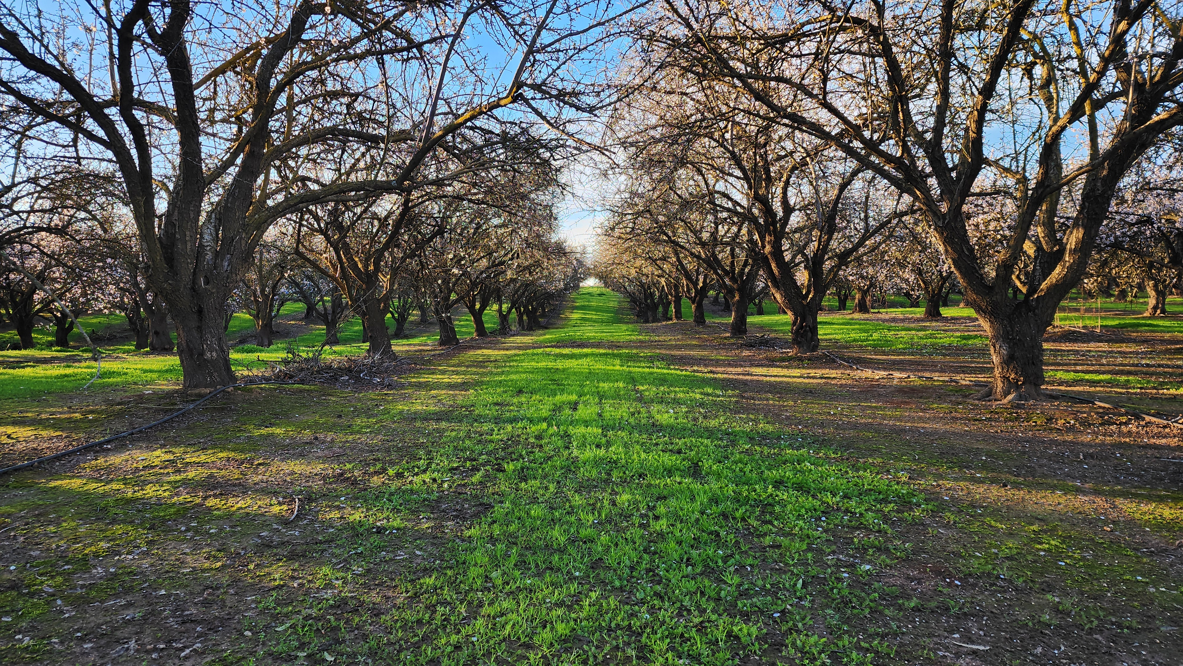 An almond orchard at golden hour, green cover crop down the rows