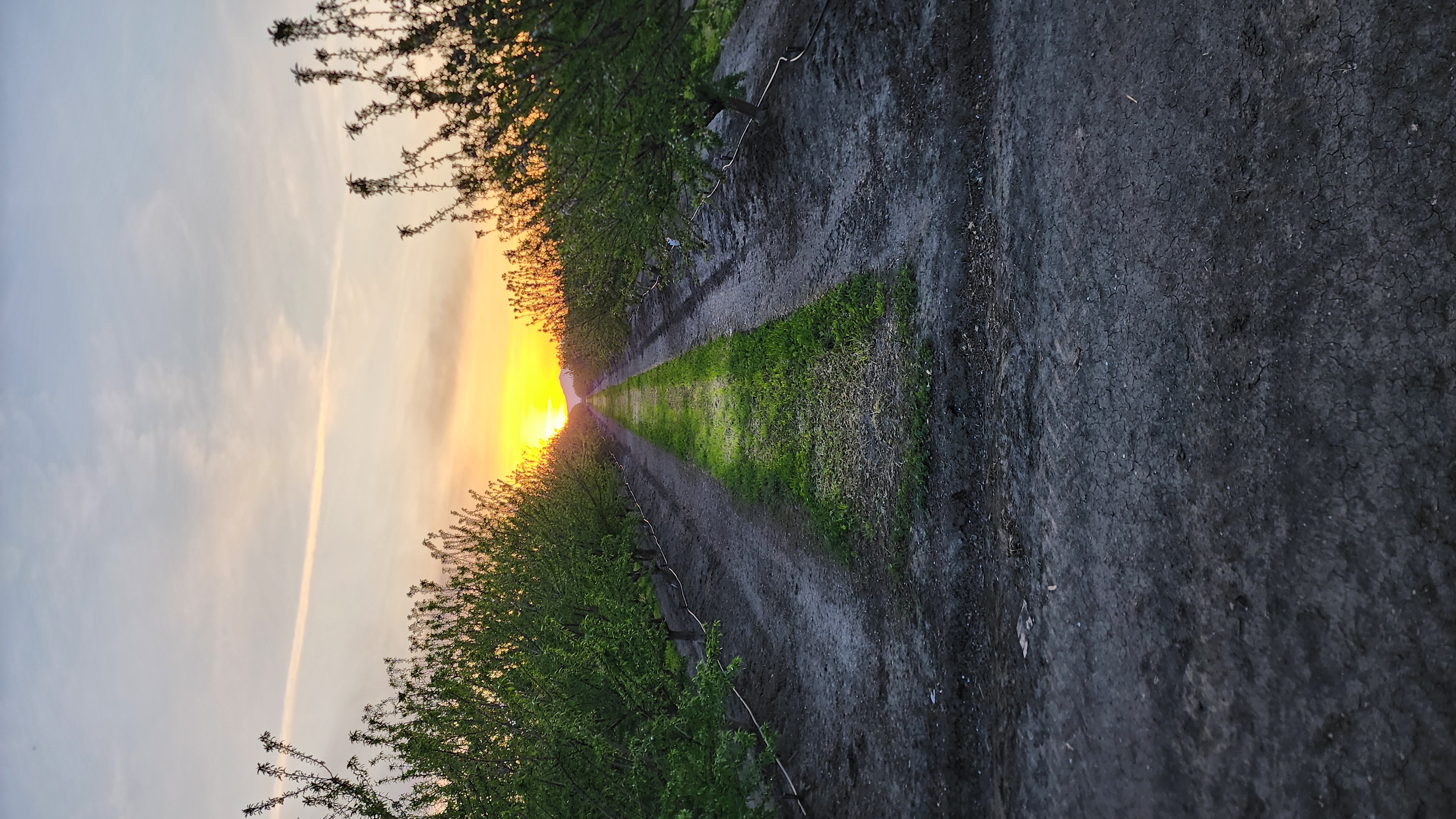 Sunset glowing down a row of leafing-out almond trees
