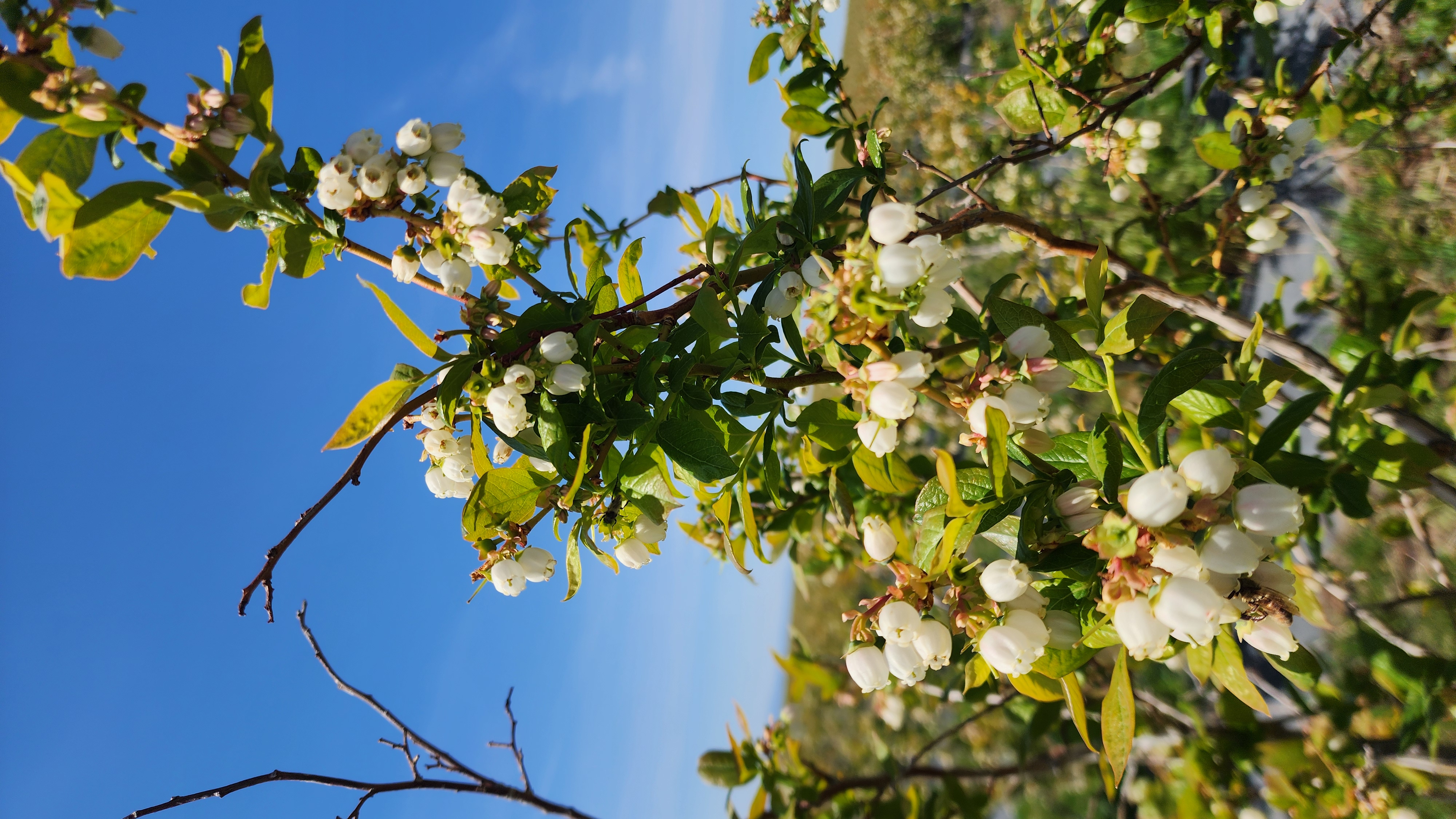White bell-shaped blueberry blossoms with a honey bee working the cluster