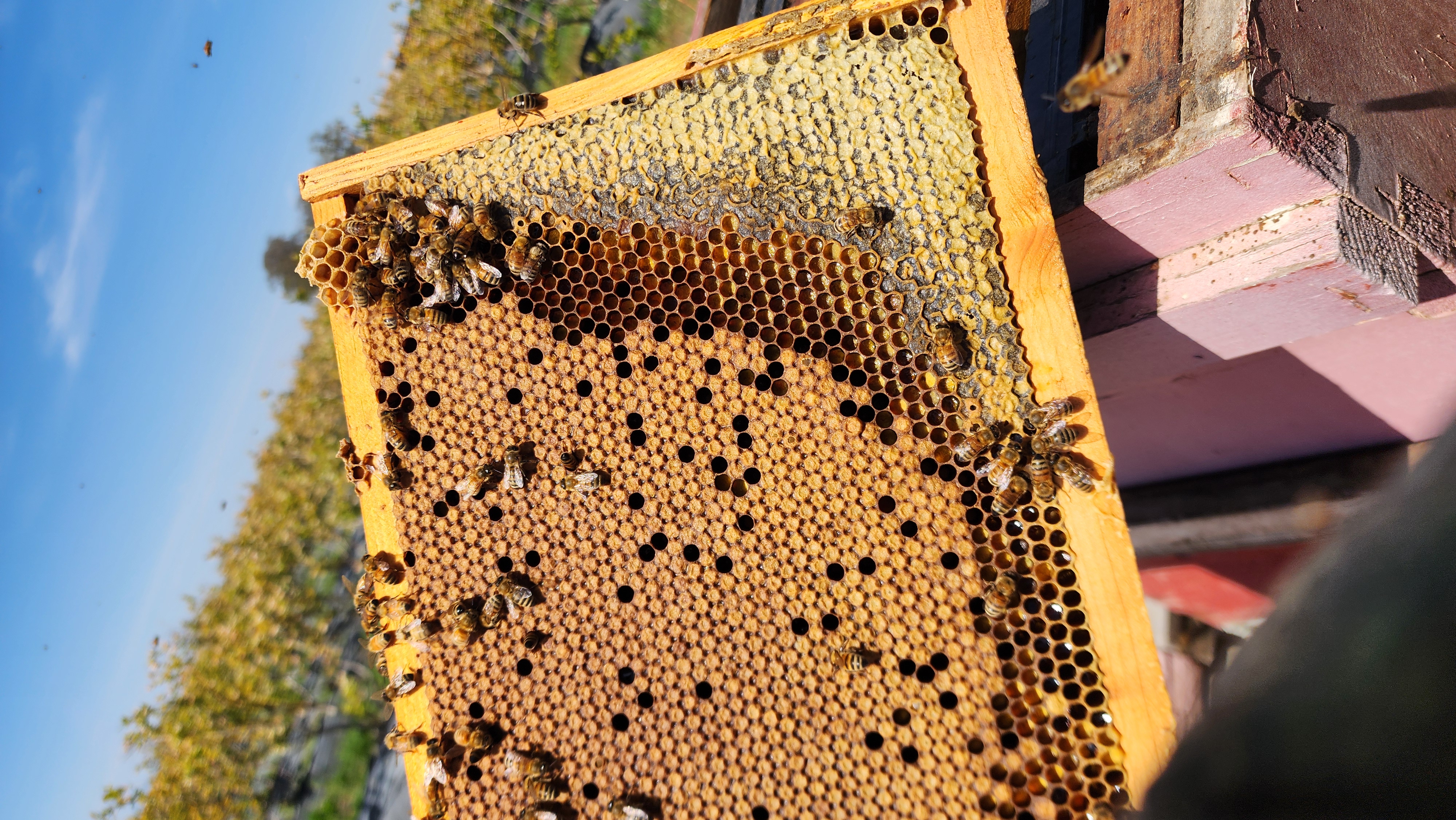A frame of brood and fresh stores checked over the hives at a blueberry field