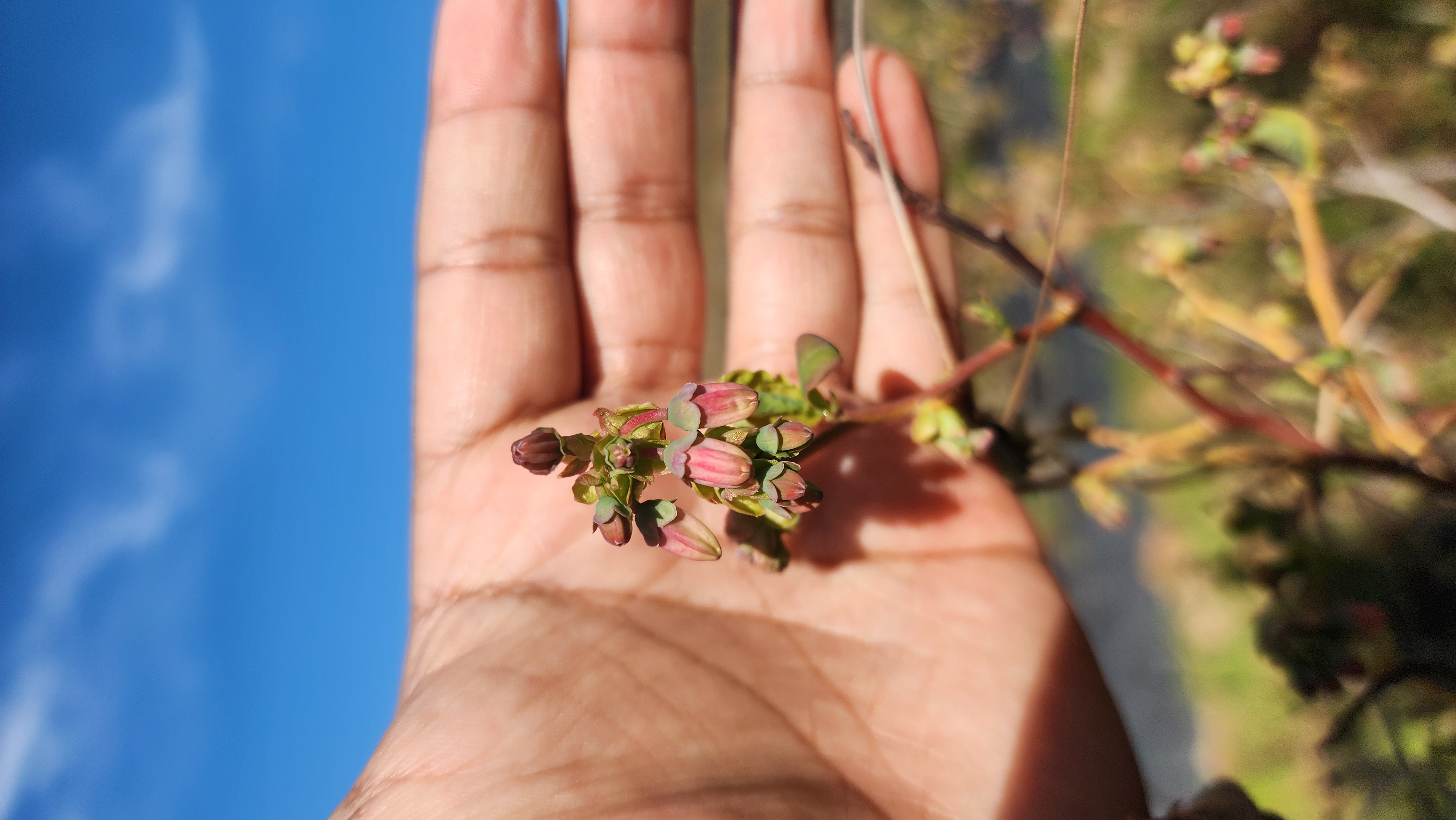Pink blueberry buds held in an open hand against a blue sky