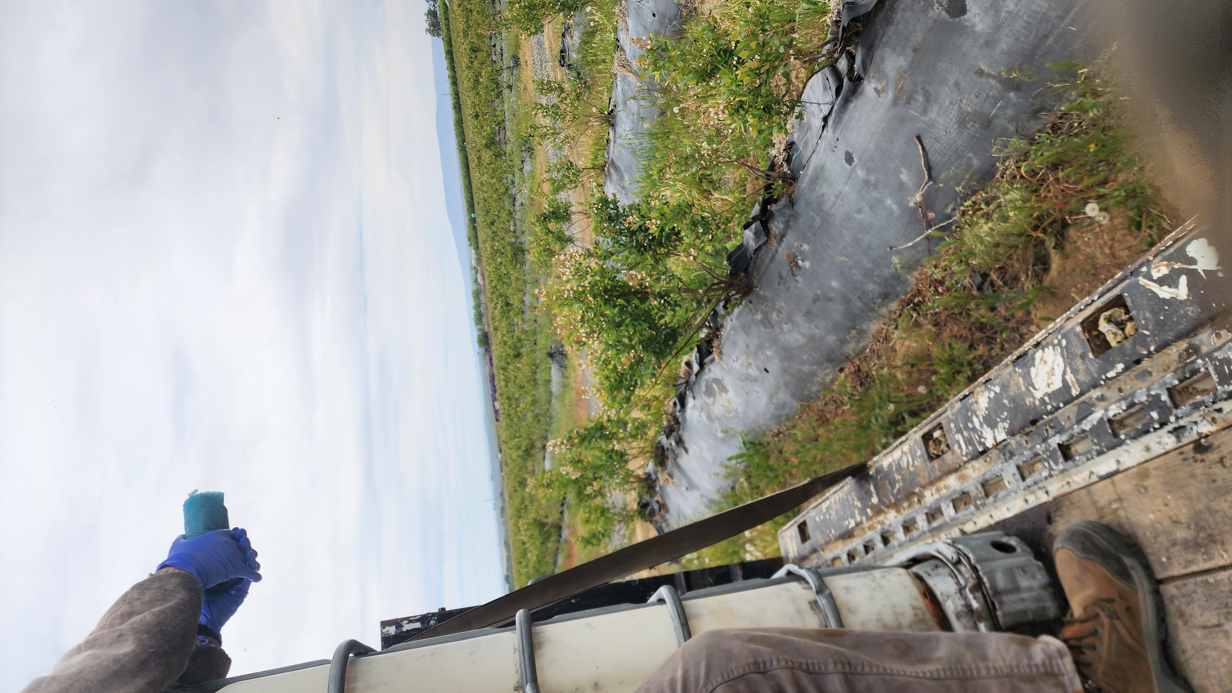 Looking out over young blueberry rows from the flatbed during placement