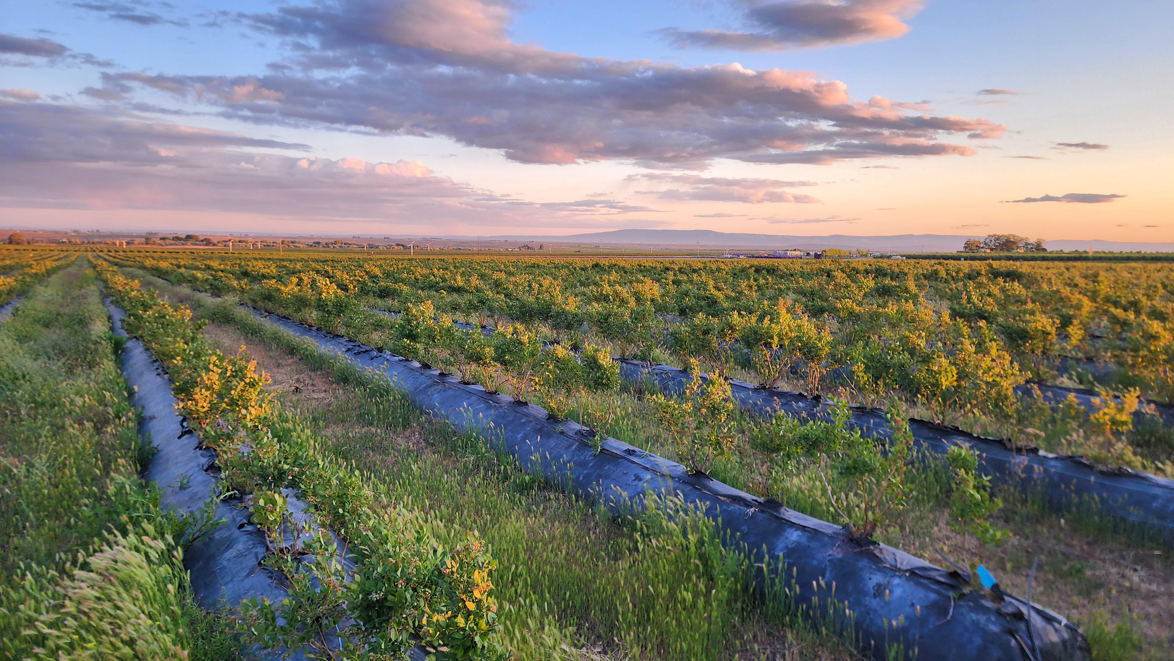 Blueberry rows stretching to the horizon under a pink evening sky