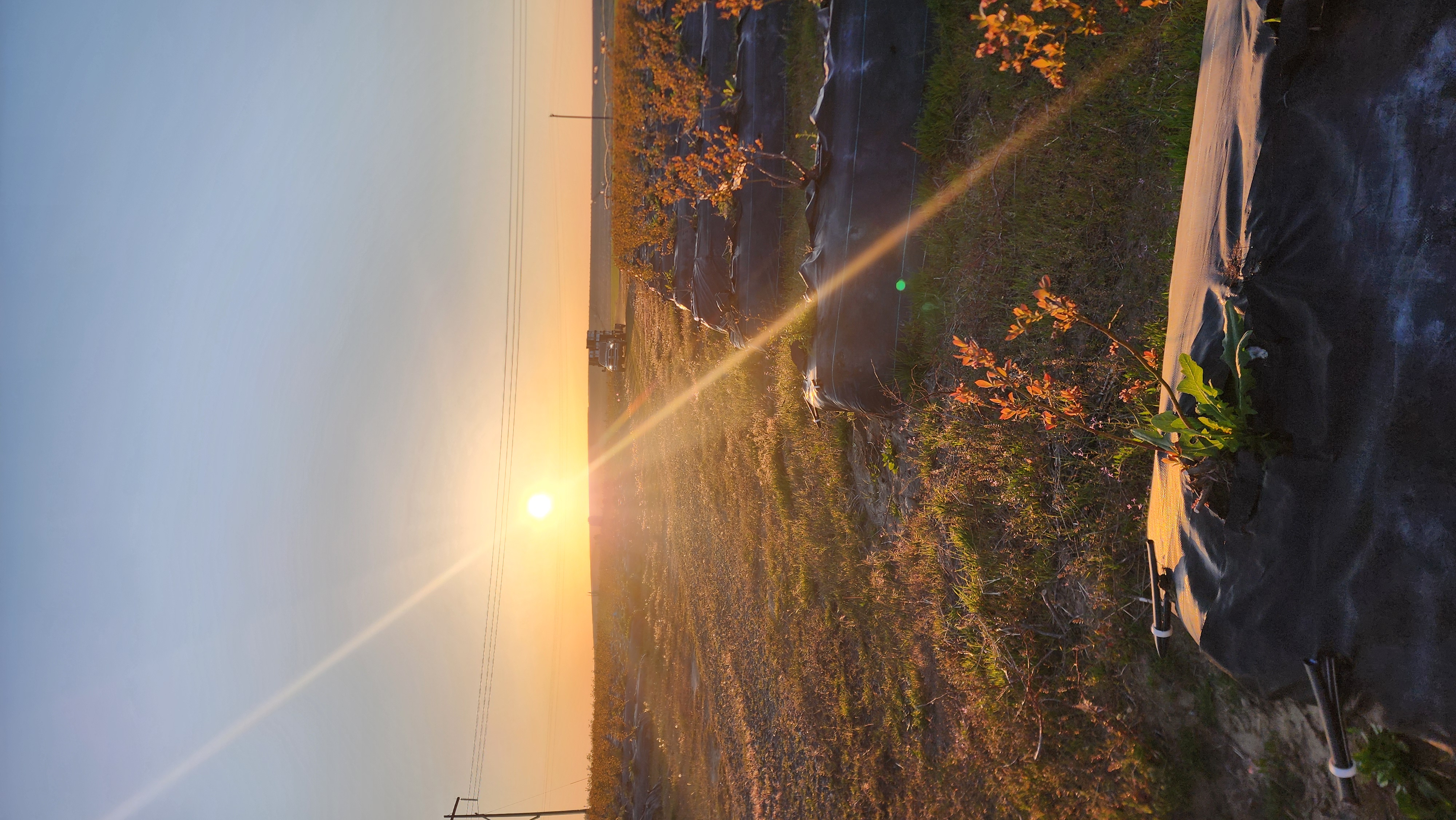 Sunrise flaring over the blueberry rows as colonies are set