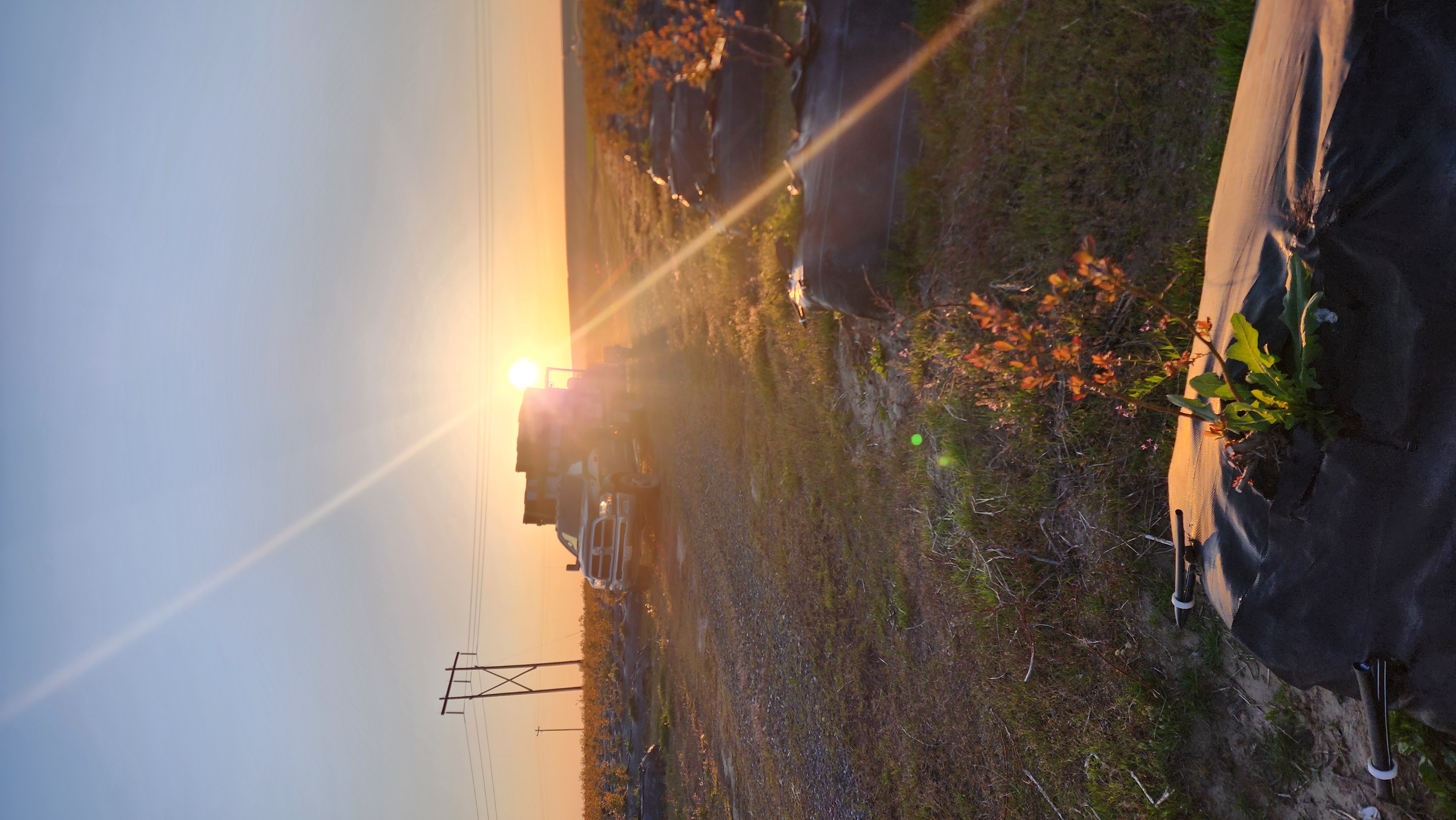 The loaded truck at first light on the edge of the blueberry field
