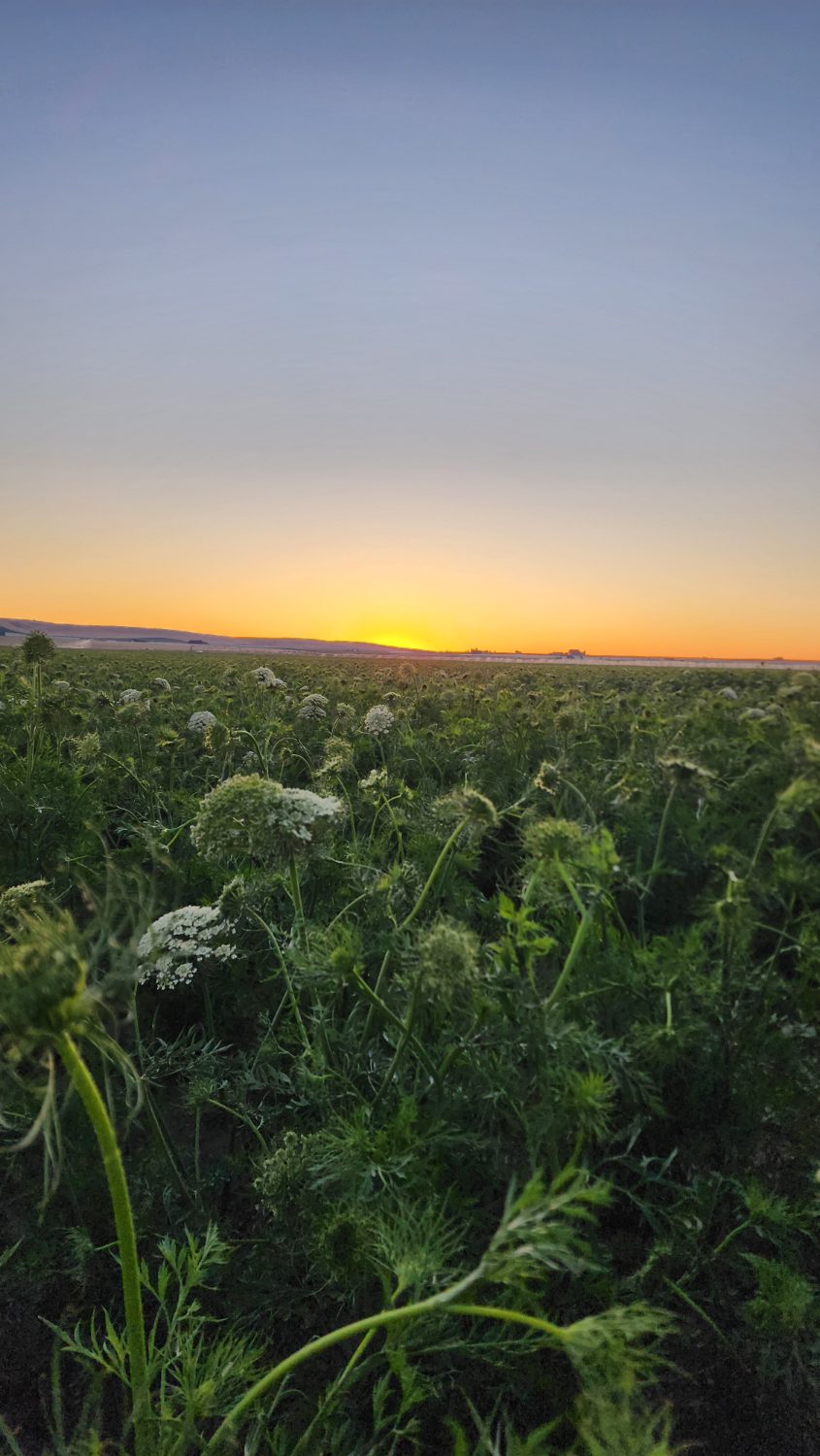A flowering carrot-seed field under a pink dawn sky, white umbels scattered to the horizon