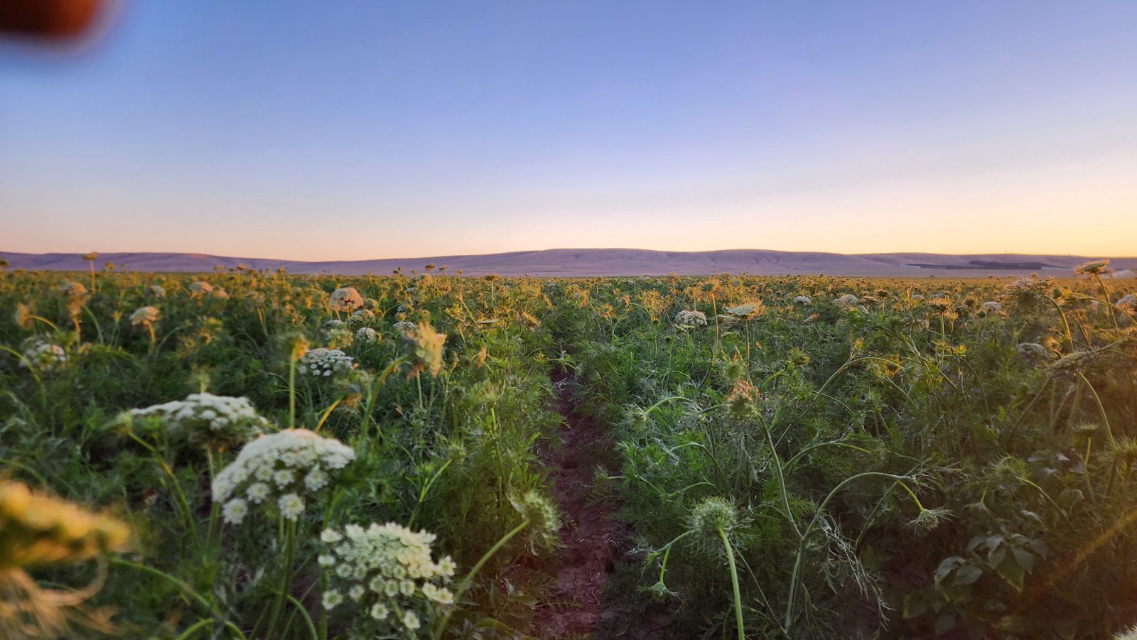 Carrot-seed umbels in full bloom at dusk, rolling basalt hills silhouetted under a cool blue-purple sky