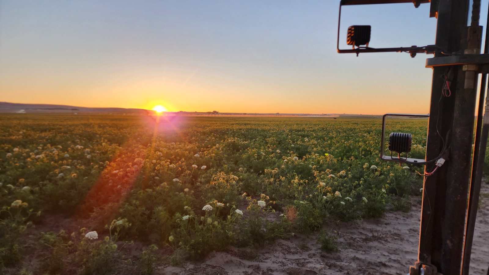 A carrot-seed field at sunset seen from behind a tractor's work lights and side mirror