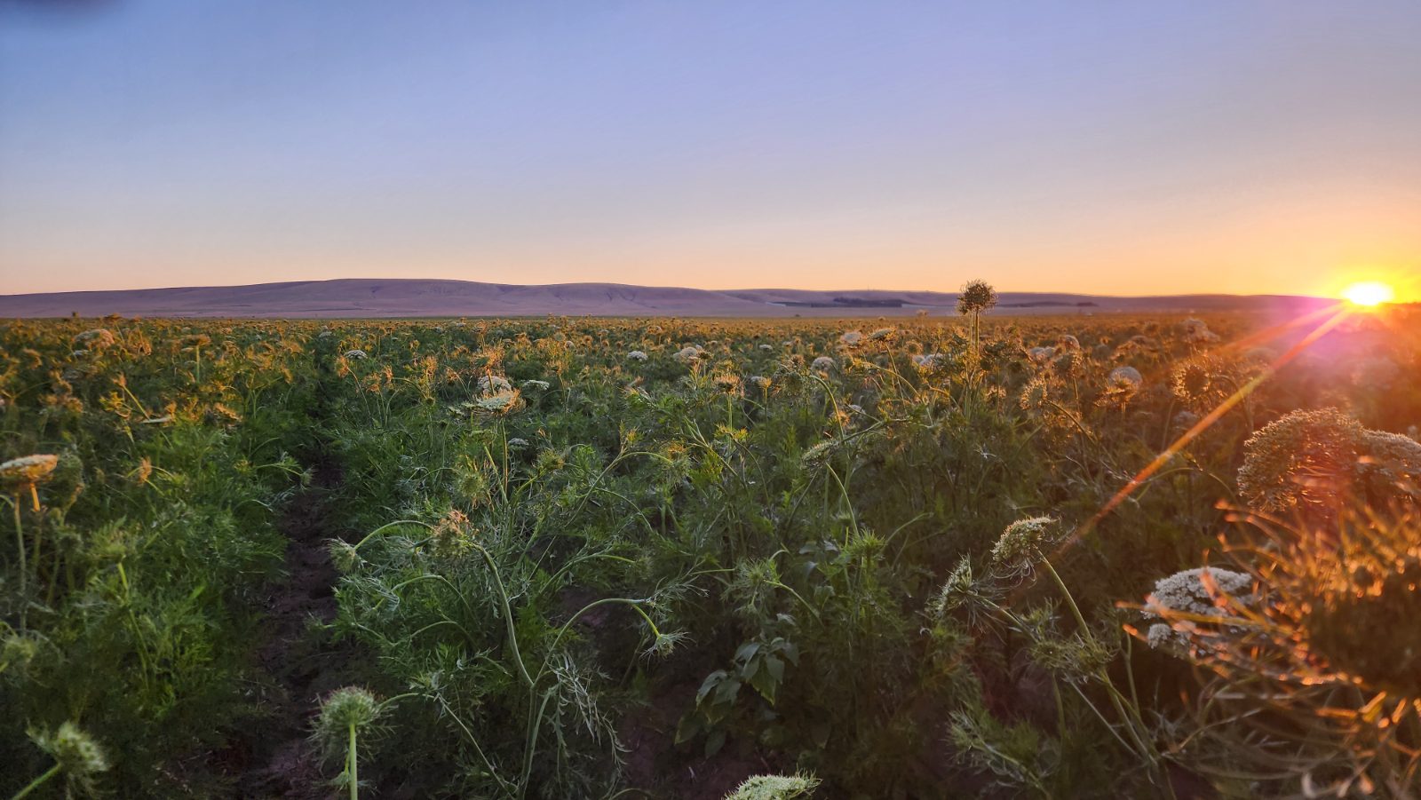 A carrot-seed field at golden hour with a blazing sun flaring from the right, umbels glowing