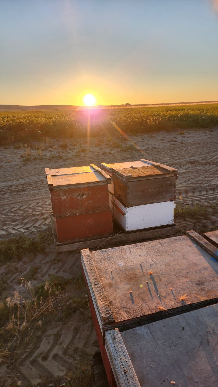 Hive boxes set beside a carrot-seed field as the sun breaks the horizon
