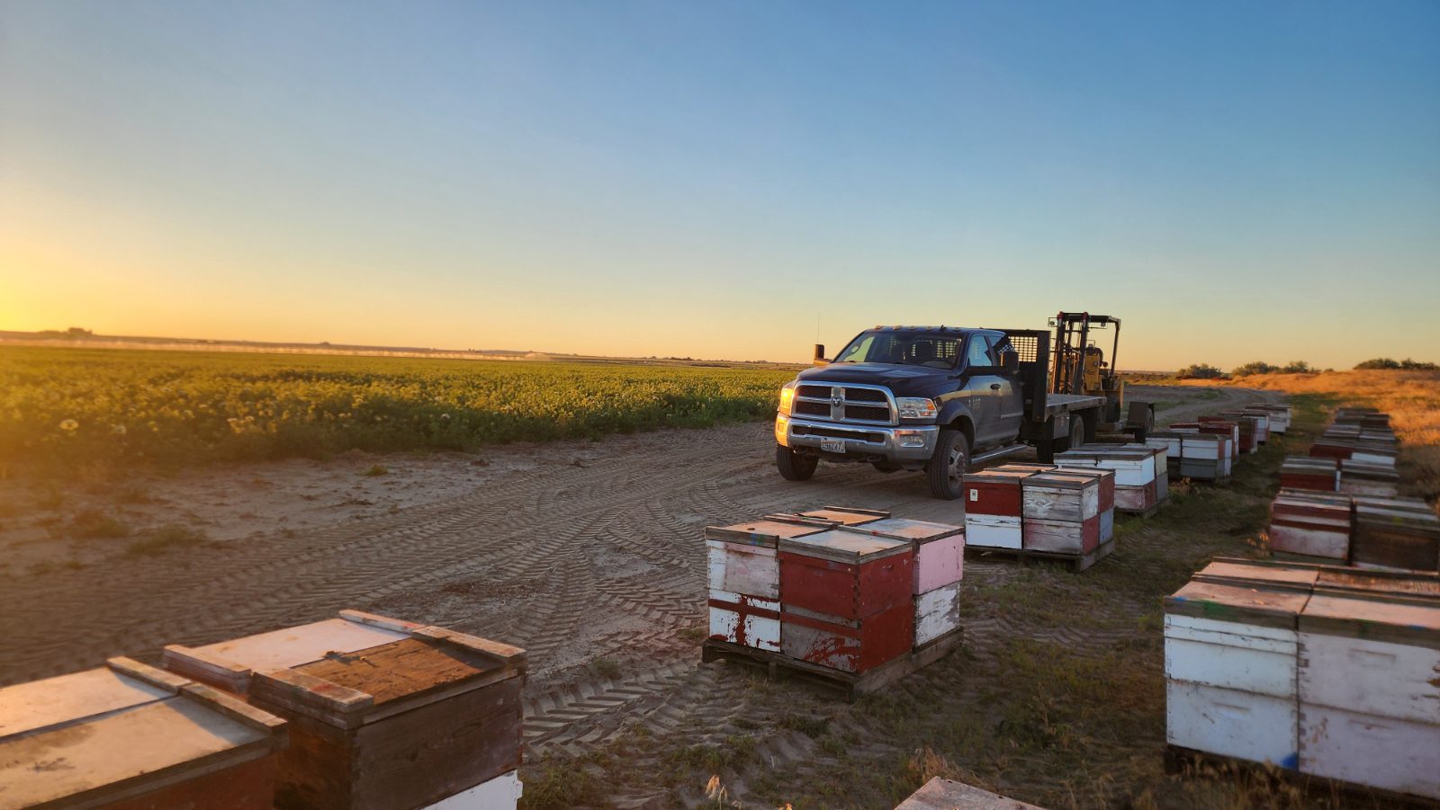 Loaded truck and forklift beside hive rows, sun flaring low over the carrot-seed field