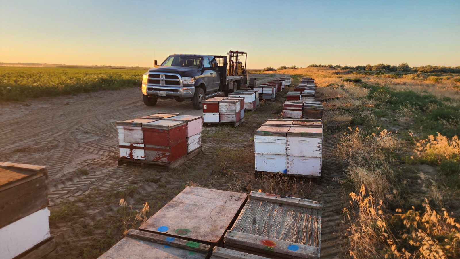 Flatbed truck and forklift working a long row of hives beside a carrot-seed field at first light