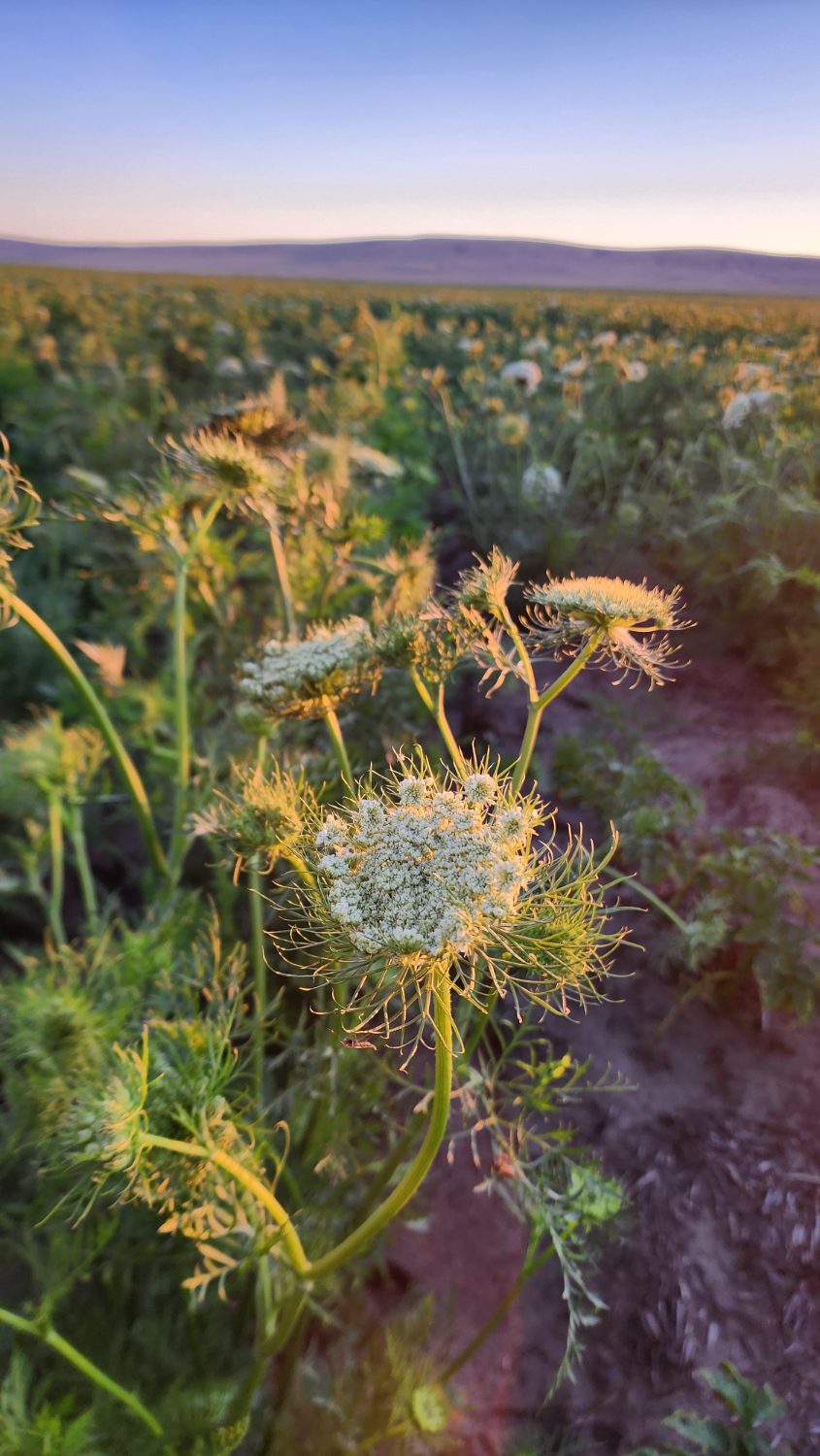A carrot-seed umbel backlit gold at sunrise, fine bracts glowing along a dirt row
