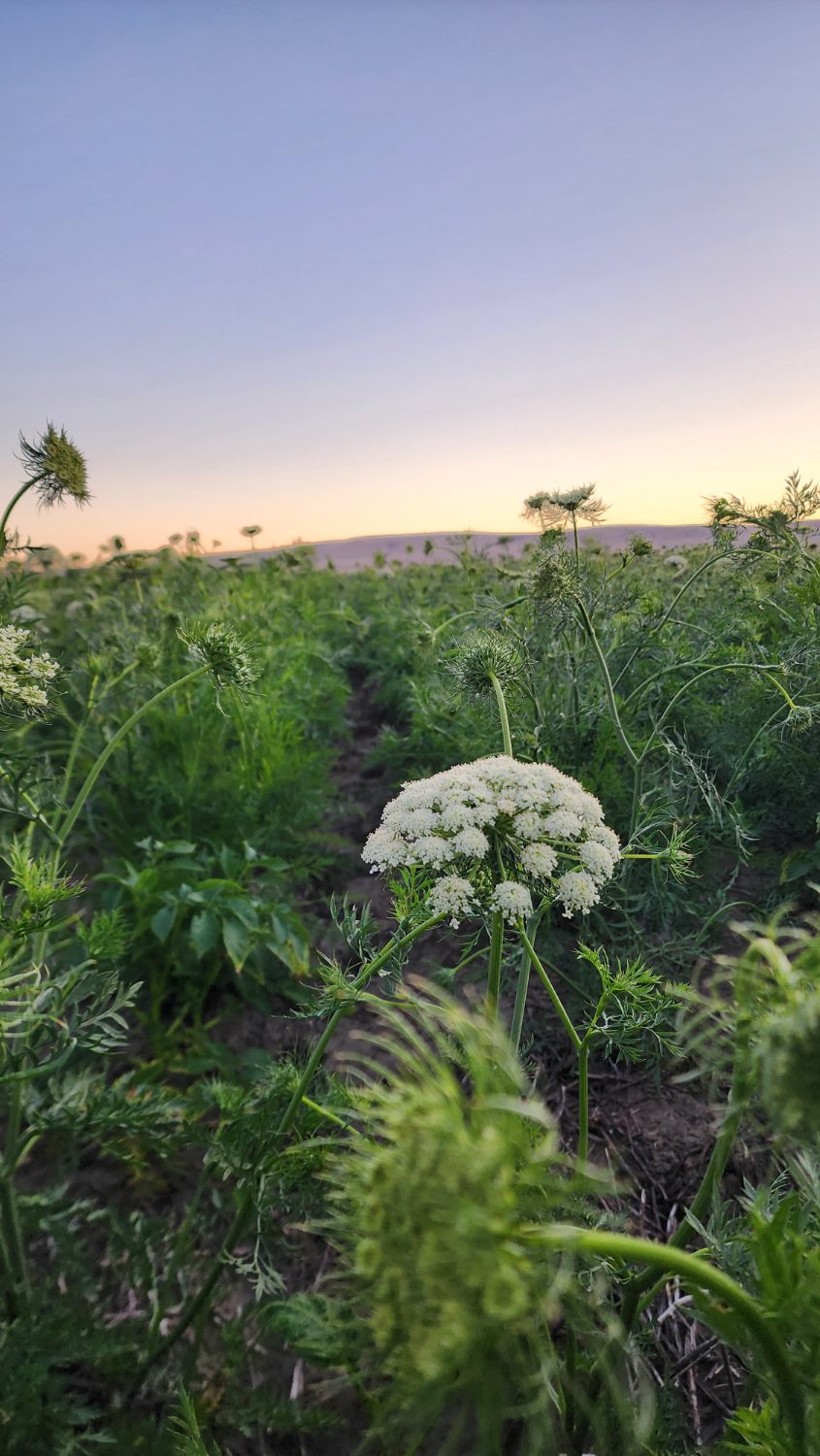 A single white carrot-seed umbel in full bloom over a row of feathery green tops at dusk