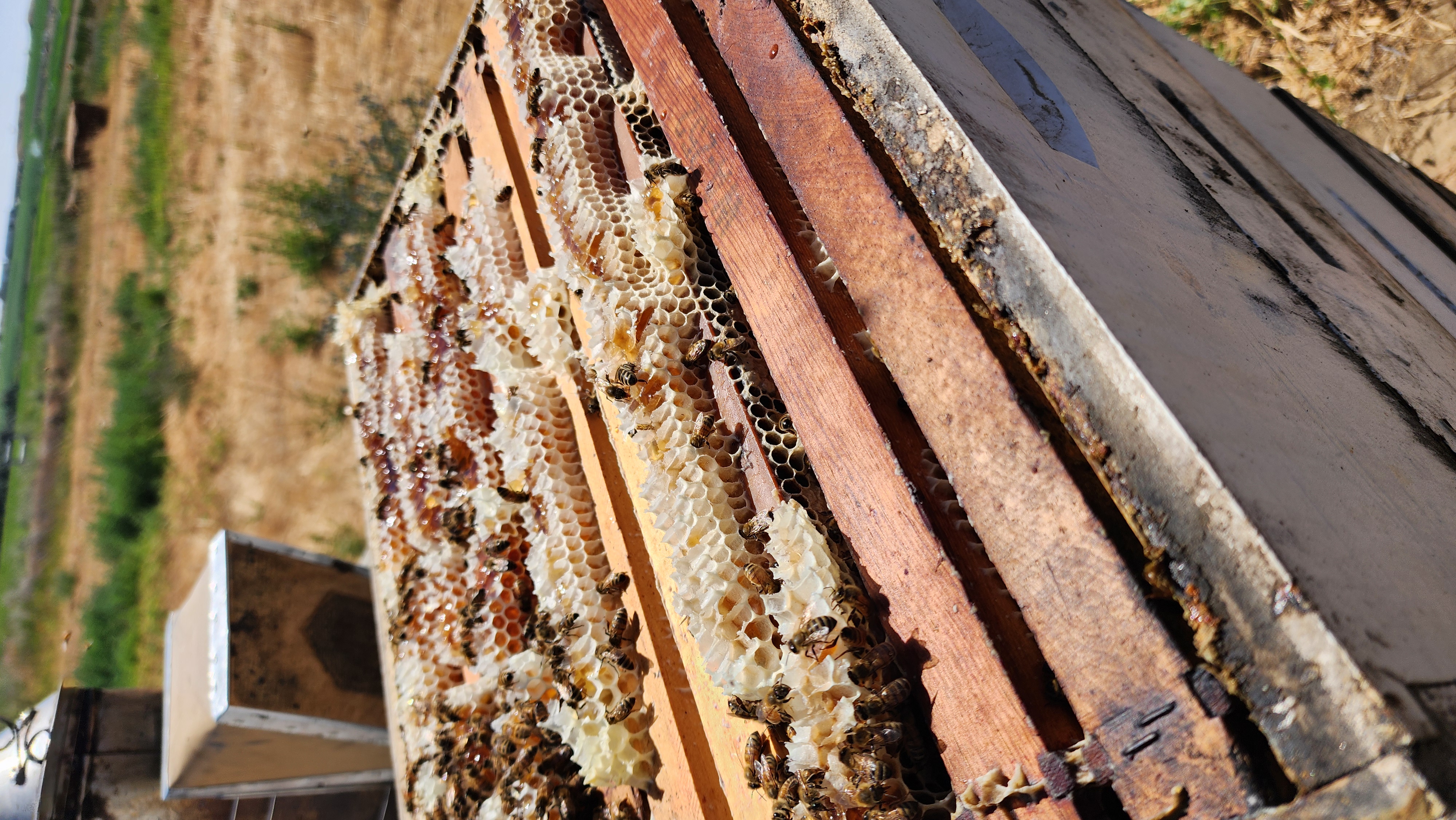 Fresh white honeycomb and bees on an open hive in the basin fields