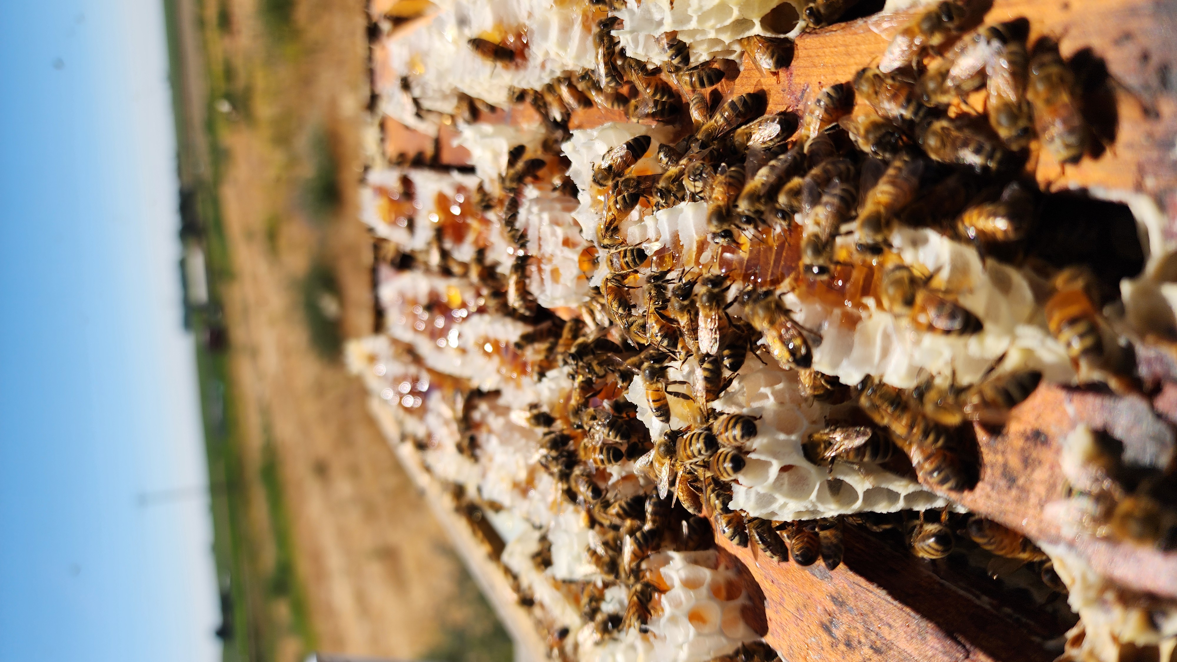 Frames of comb heavy with honey at an apiary in the Columbia Basin