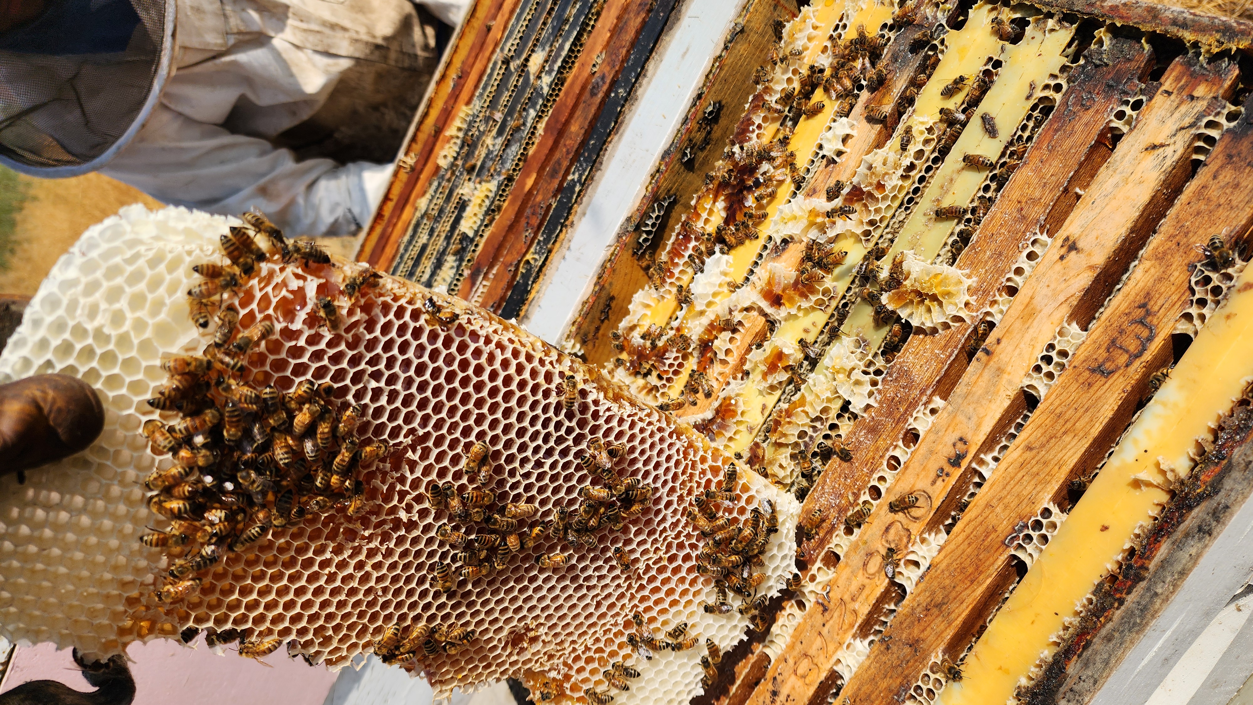 A beekeeper lifting a heavy frame of capped honeycomb covered in bees