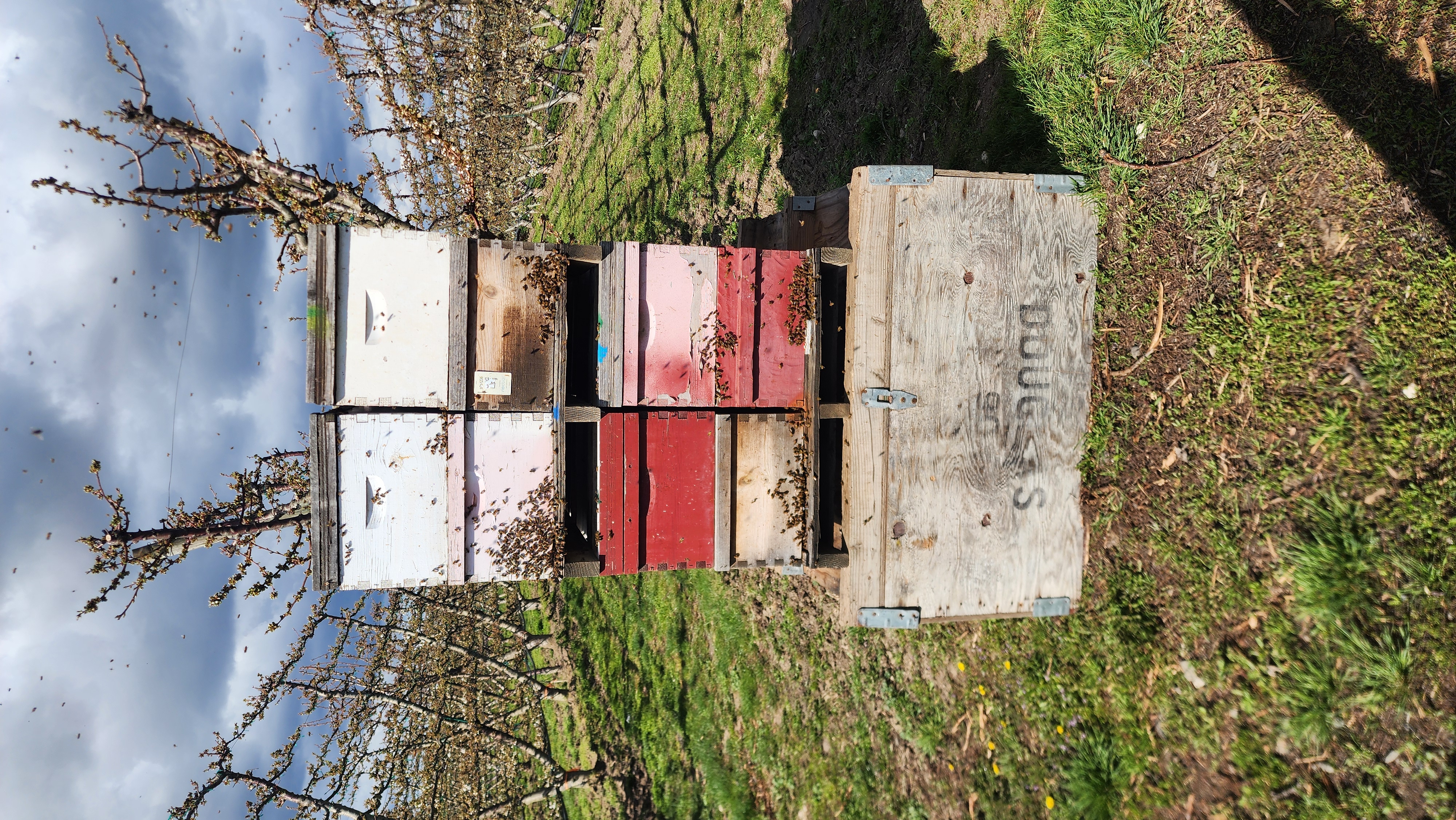 Stacked hive boxes among blossoming orchard trees with bees in flight