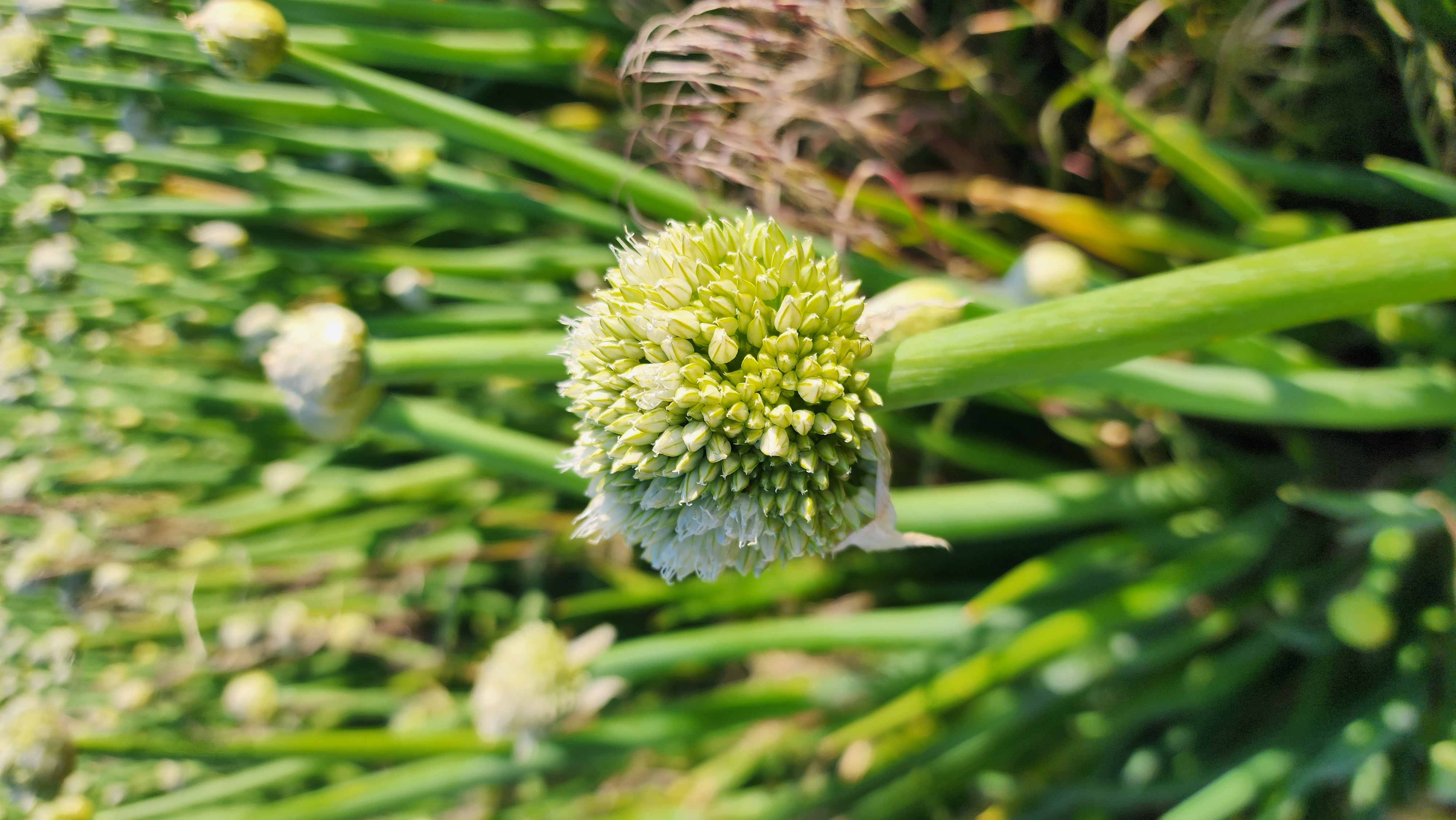 Close-up of a single onion-seed umbel breaking into bloom, pale green florets ready for bees
