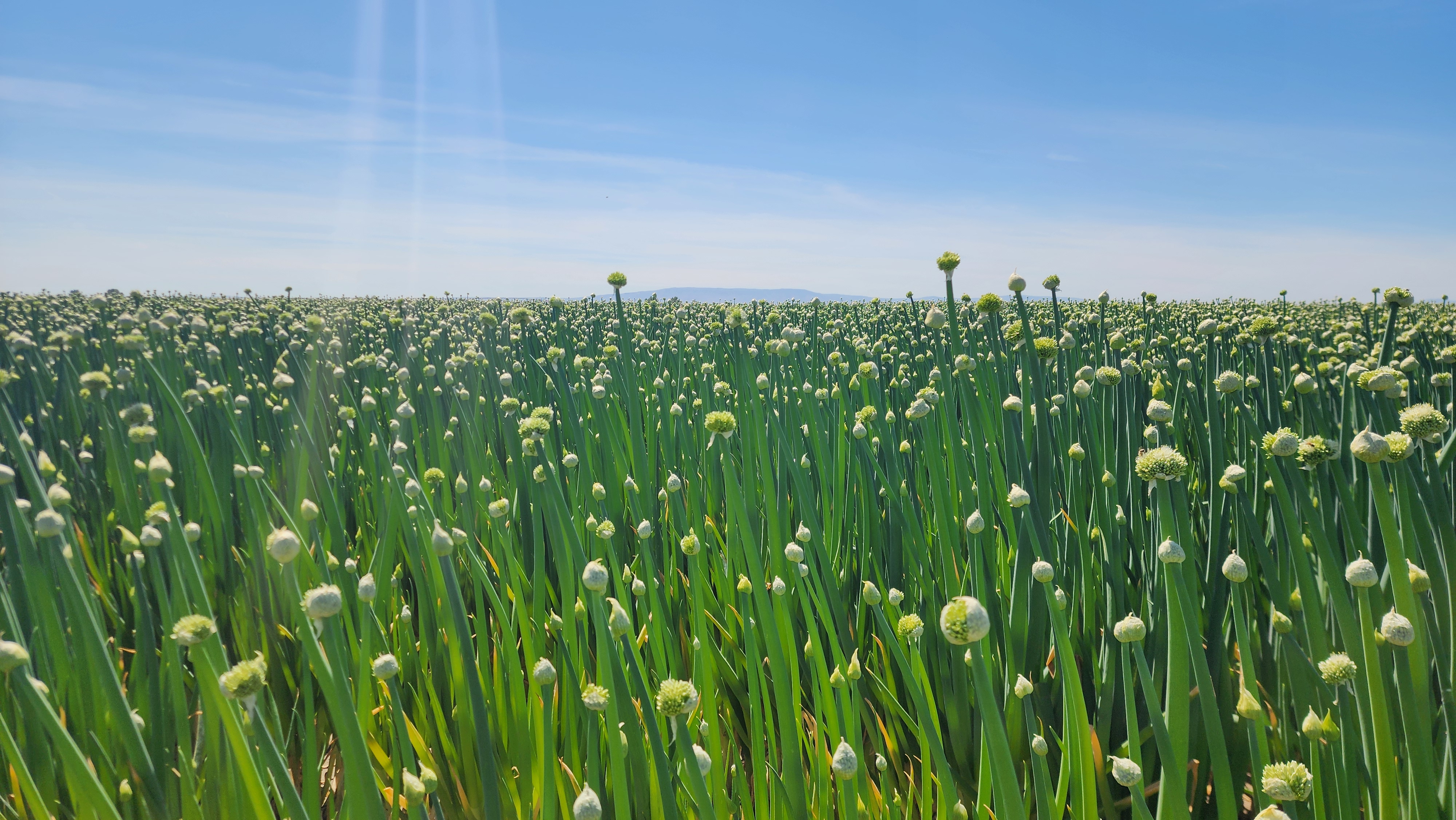 A flowering onion-seed field running to a distant ridge under blue sky
