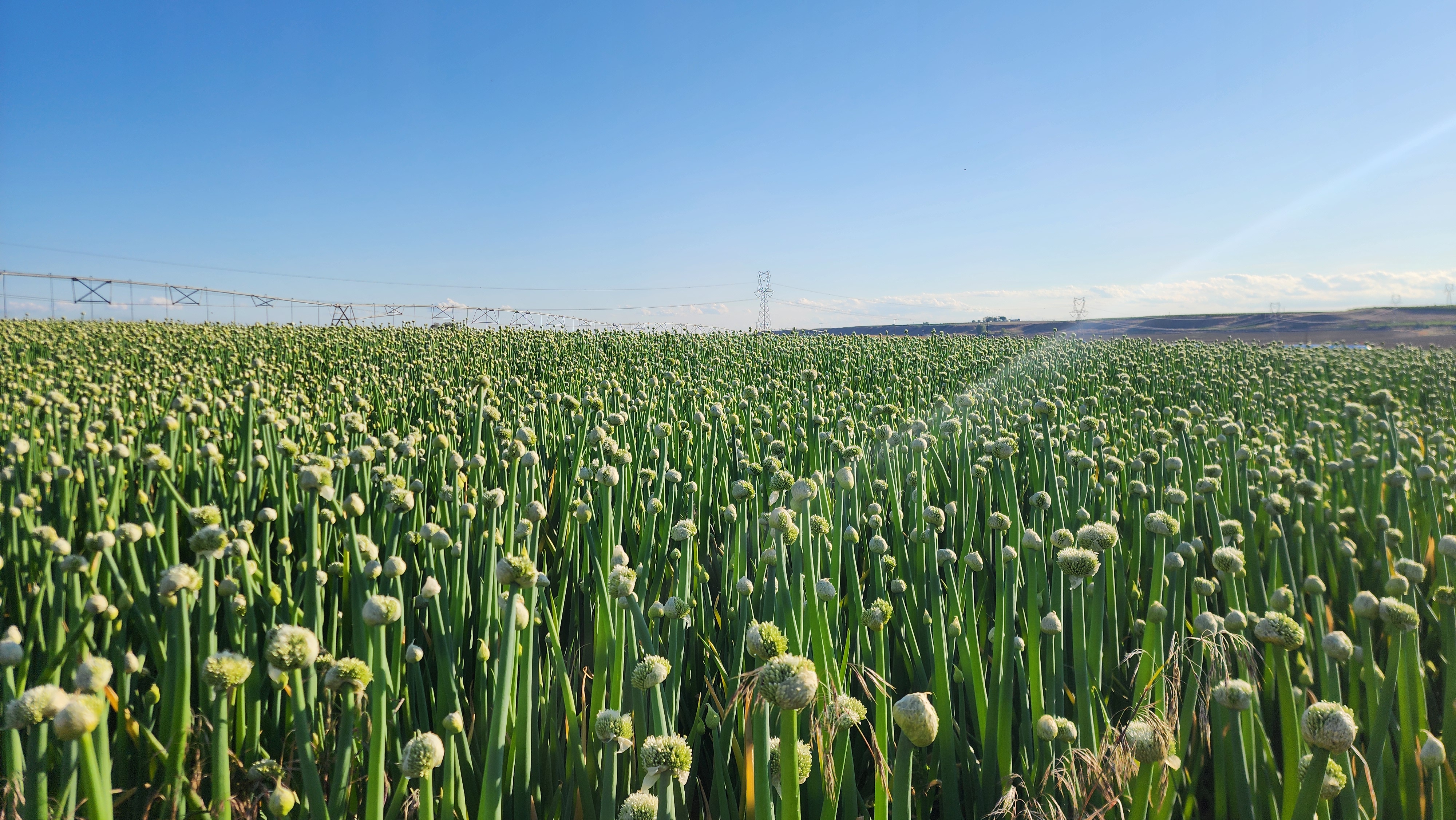 An onion-seed field in full seed-head bloom with an irrigation pivot along the horizon