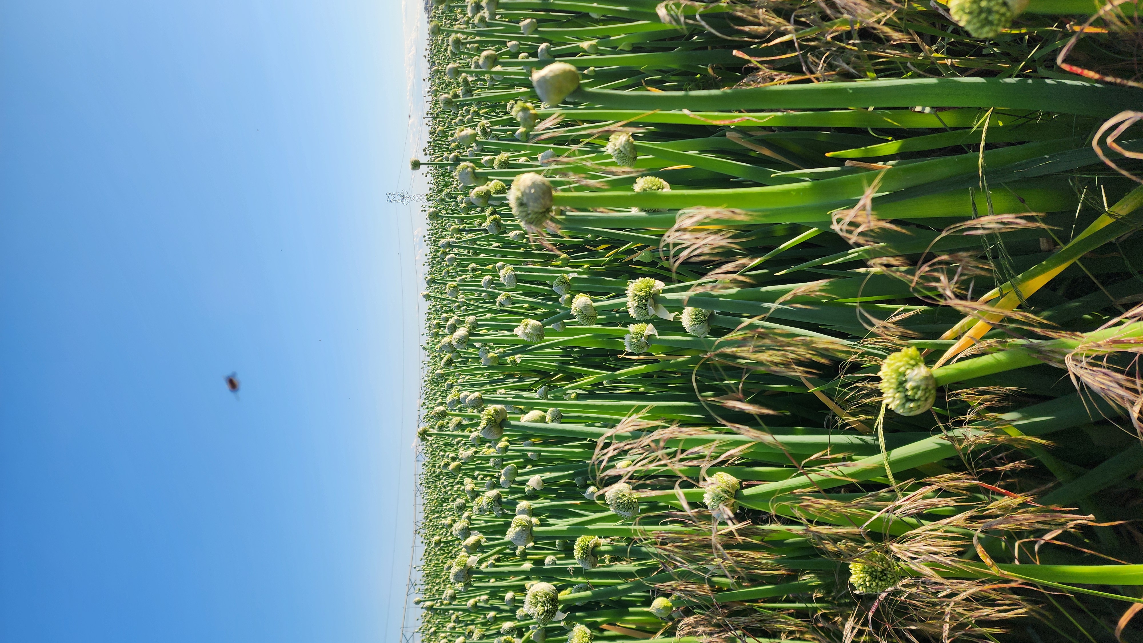 Rows of flowering onion-seed stalks reaching toward an open blue sky