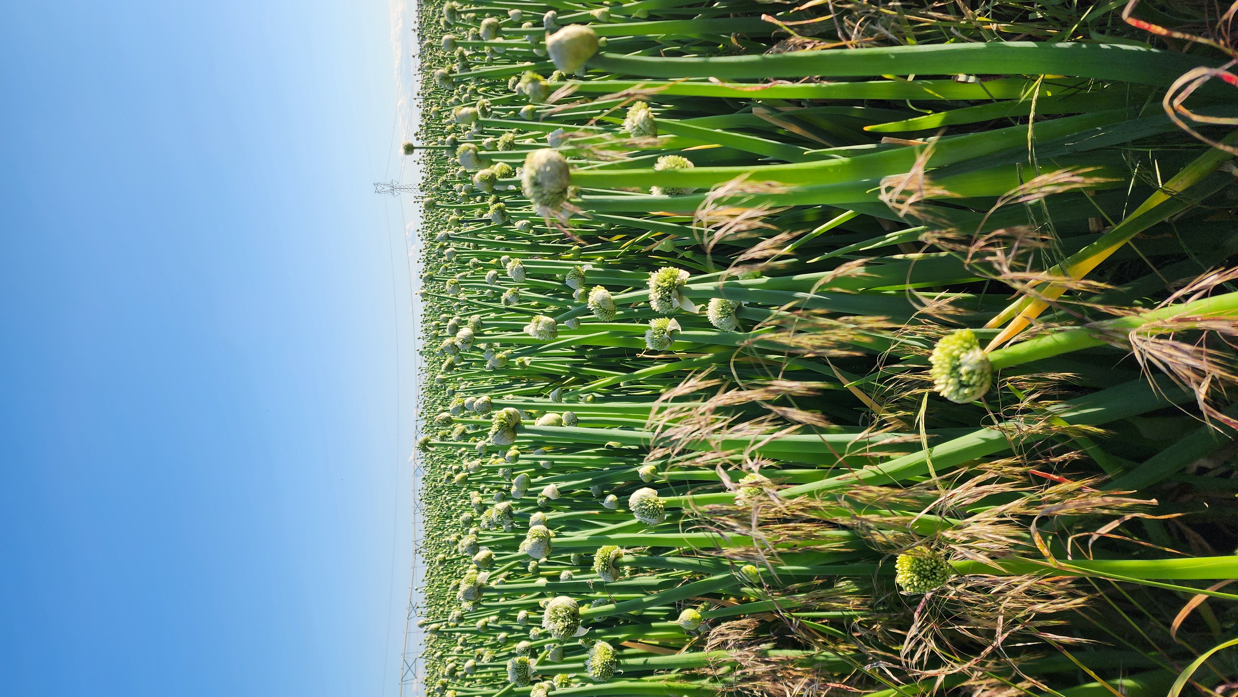 Onion-seed stalks standing tall over dry grass, seed heads against a clear basin sky